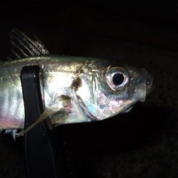 タチウオの活性高し！？