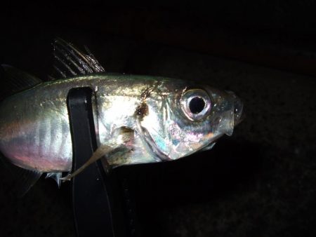 タチウオの活性高し！？