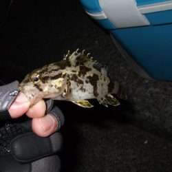 アジングのはずが・・・