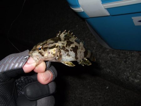 アジングのはずが・・・