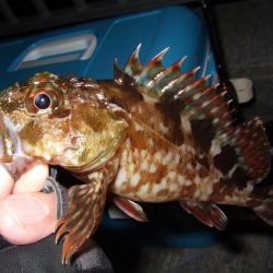 今シーズン初メバリング