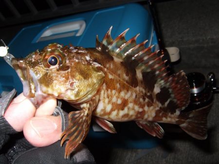 今シーズン初メバリング