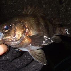 大荒れのアジングでまさかの魚が