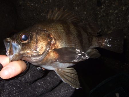 大荒れのアジングでまさかの魚が
