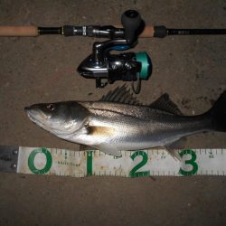 バイブで攻略(淀川シーバス釣行)。