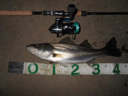 バイブで攻略(淀川シーバス釣行)。