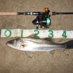 ラスト釣行(北港周辺シーバス釣行)。