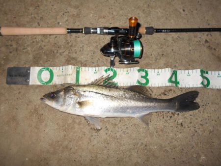 ラスト釣行(北港周辺シーバス釣行)。