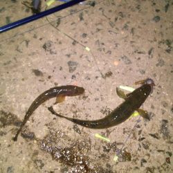 ちょい投げでハゼ釣り