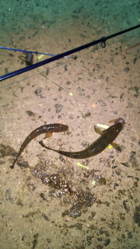 ちょい投げでハゼ釣り