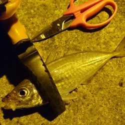 今年最後のアジング