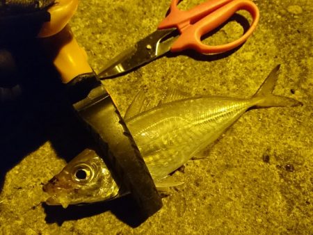 今年最後のアジング