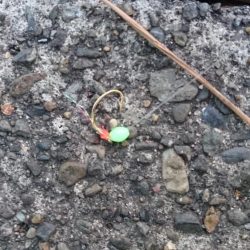 タチウオ釣ってみたい(;_;)