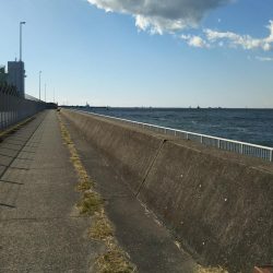 千葉港でのサビキ釣り