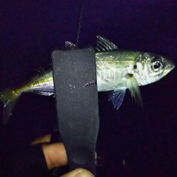 スローアジング