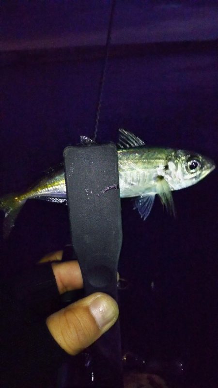 スローアジング