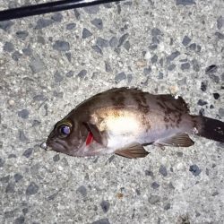 久しぶりの釣り❗