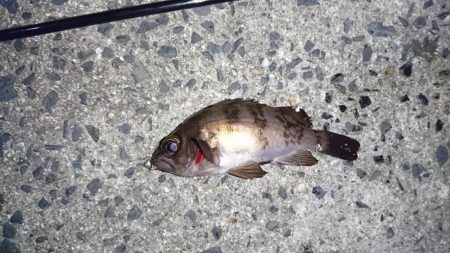 久しぶりの釣り❗