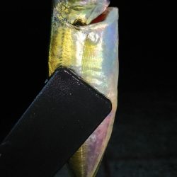 まだまだなんとかアジング