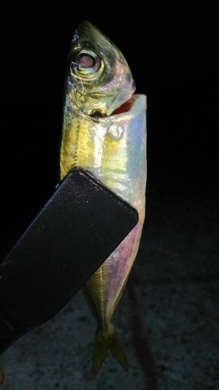 まだまだなんとかアジング