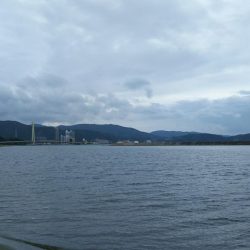 アオリイカのはずが、