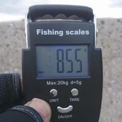 ボチボチエギング