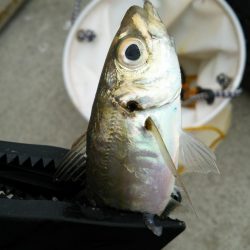 ちょっとデイアジング