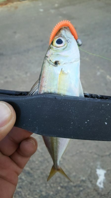 極寒強風アジング