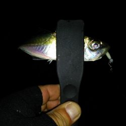 まだまだなんとかアジング