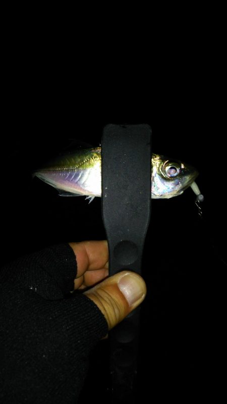 まだまだなんとかアジング