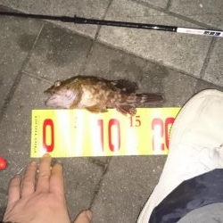 根魚が食べたくて