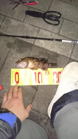 根魚が食べたくて