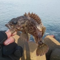 ロックフィッシュ