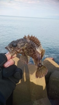 ロックフィッシュ