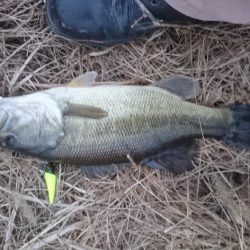 クリスマスイブですが