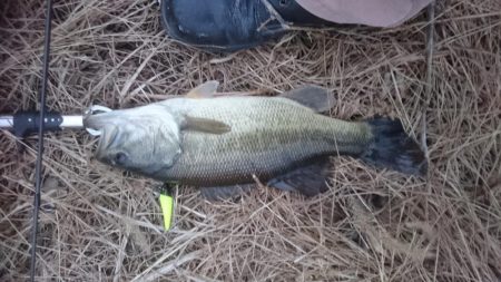 クリスマスイブですが