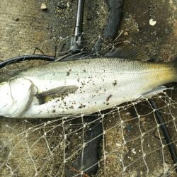 シーバス調査~苅田港