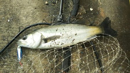 シーバス調査~苅田港