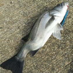 迷わずリリース