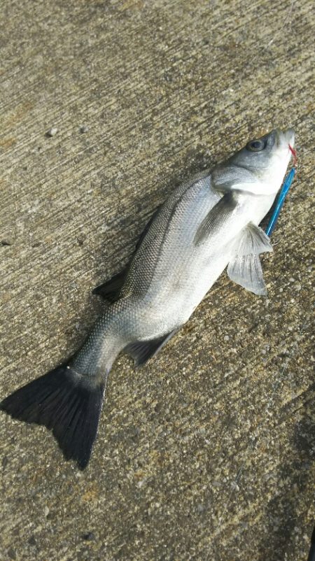 迷わずリリース