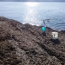 なぎ丸渡船でアオリ狙いがハマチGET