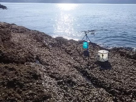 なぎ丸渡船でアオリ狙いがハマチGET