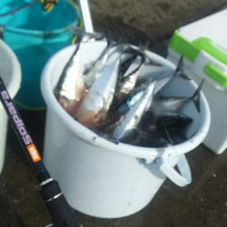 X\’masマルソウダ大爆釣