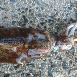 ２日連続朝マヅメ