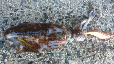 ２日連続朝マヅメ