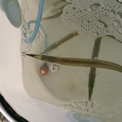 2017今年最後の播磨