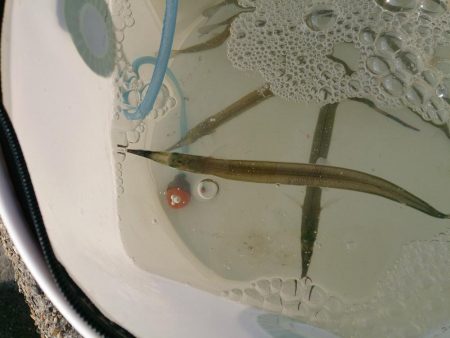 2017今年最後の播磨