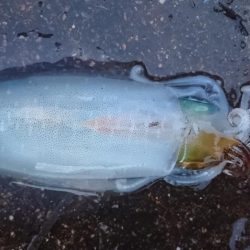 貴重なアオリイカ