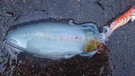 貴重なアオリイカ