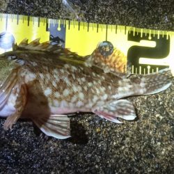 ちょっとメバリング